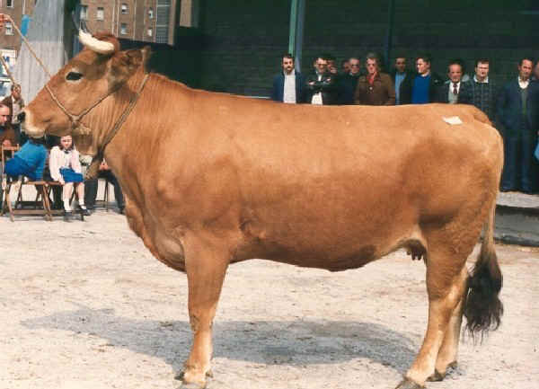 Vacca di razza Asturiana de los valles