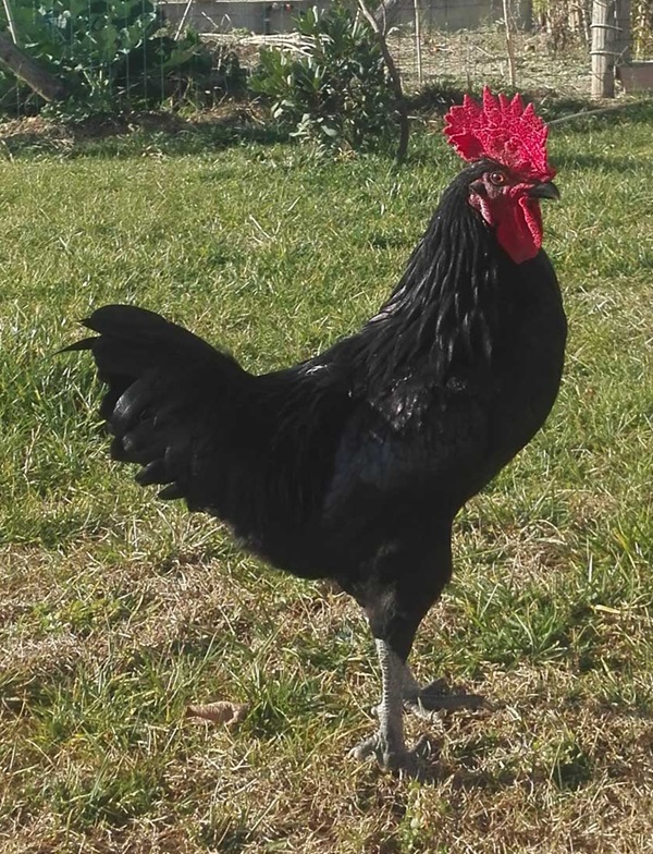 Gallo ri razza Nera Atriana