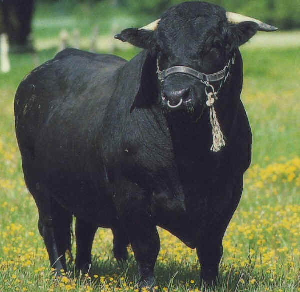 Toro di razza Welsh Black